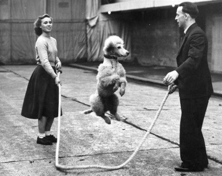 many with poodle an skipping rope